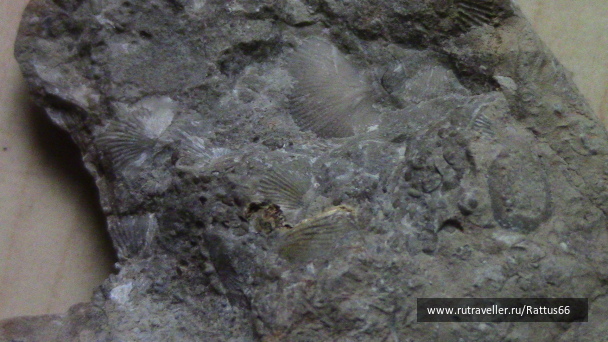 photo 593285