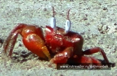 photo 440756