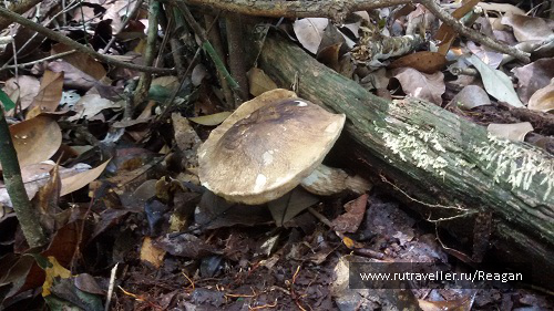 photo 1337197