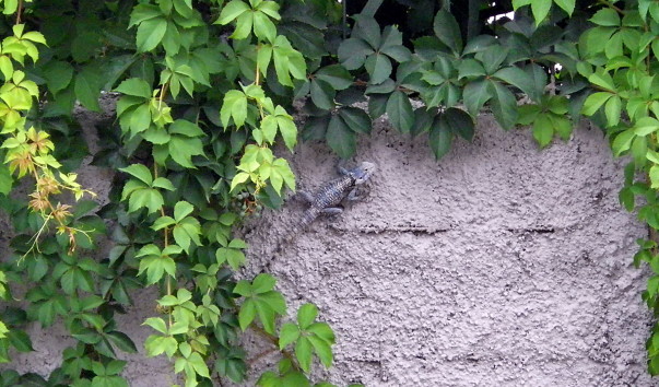 IMGP0028_1
