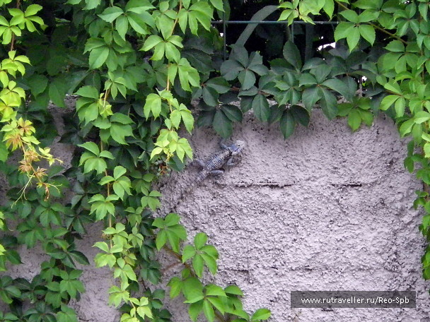 photo 302825