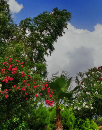 photo 307209