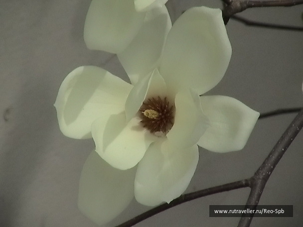 photo 298486