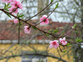 photo 272854