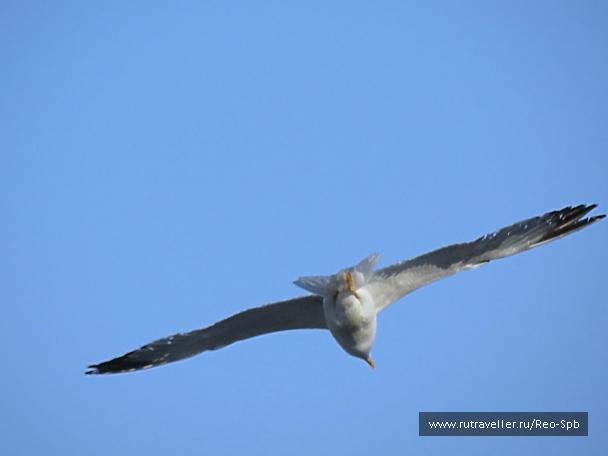 photo 289413