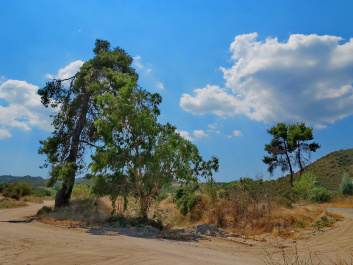 photo 279729