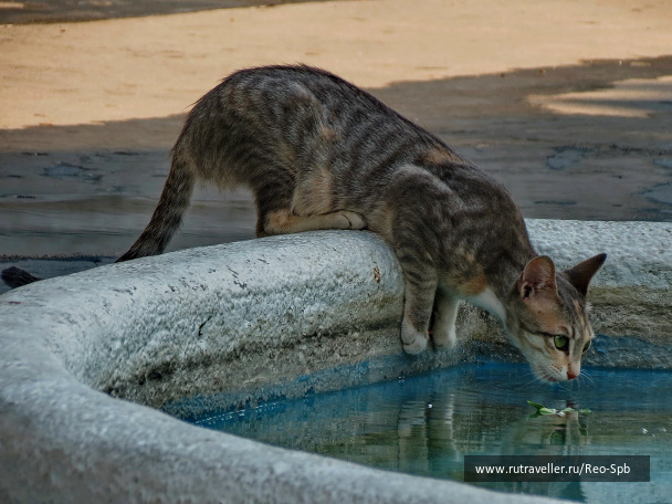 photo 280564