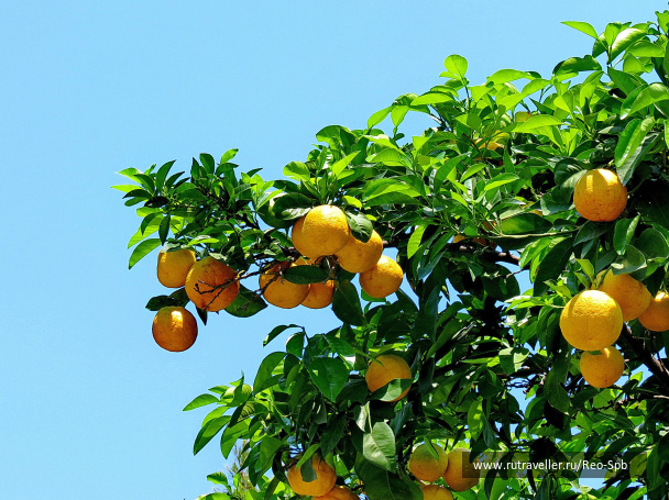 photo 294739