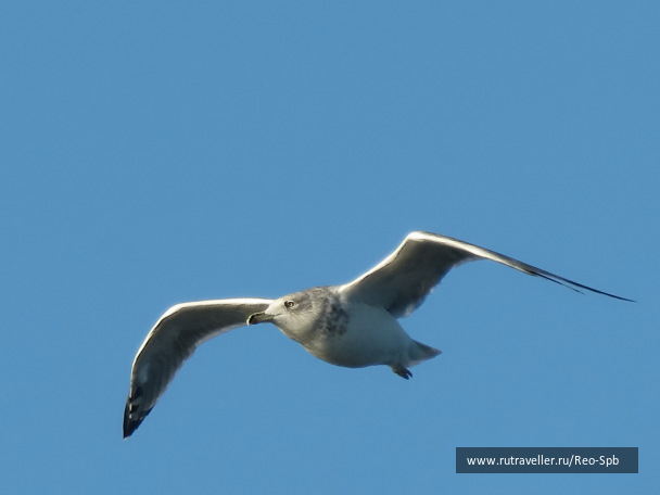 photo 1152068