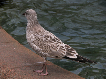 photo 286979