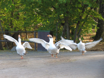 photo 1387430