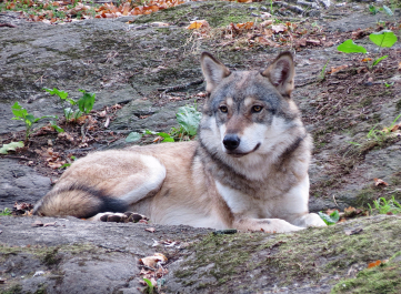 photo 1387985
