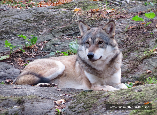 photo 1387985
