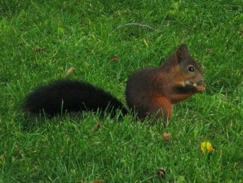 photo 284478