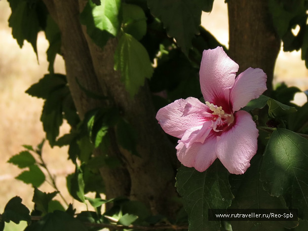 photo 486196