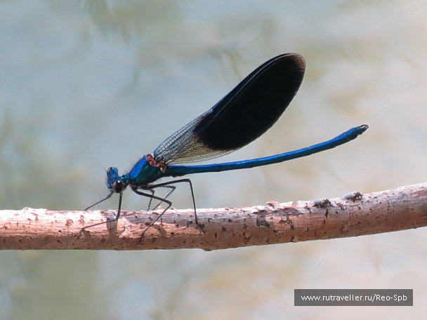 photo 487789