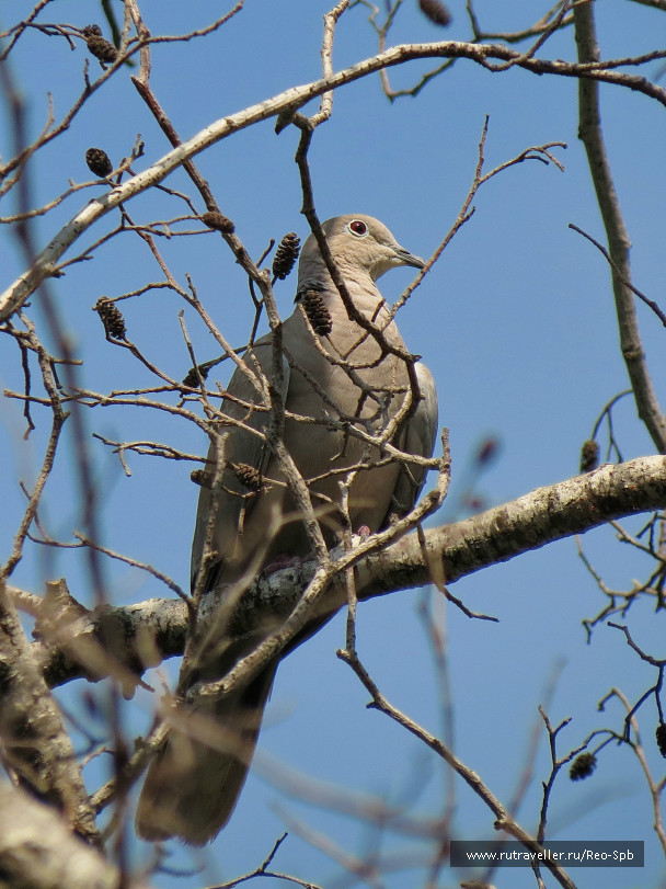 photo 537792