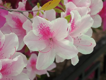 photo 770251