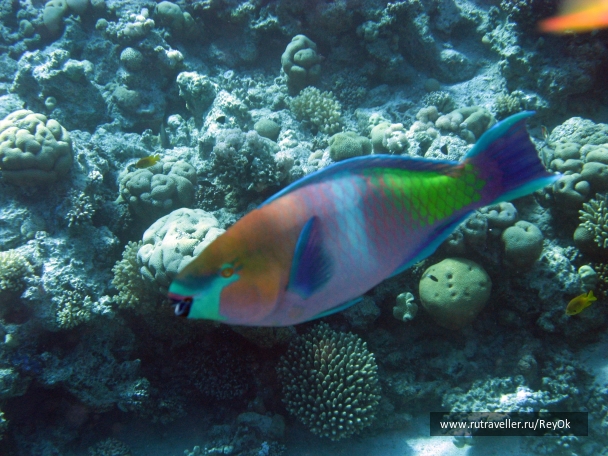 photo 475778