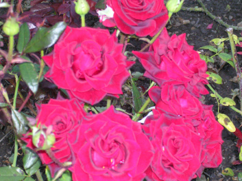 photo 72641