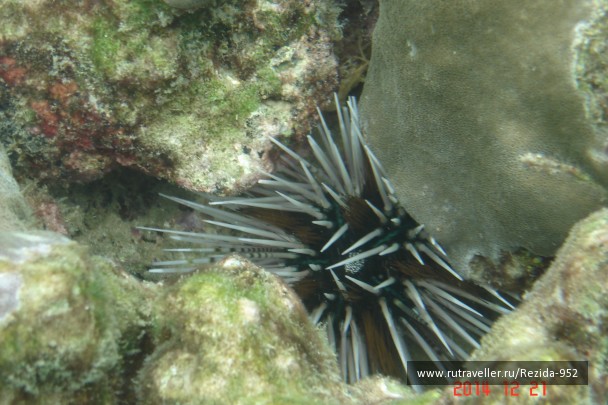photo 1031963