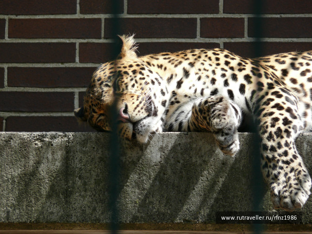 photo 257774