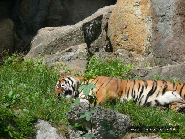 photo 257775