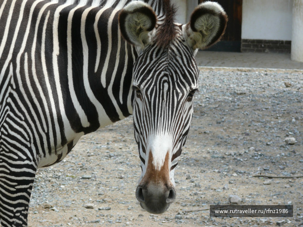 photo 257776