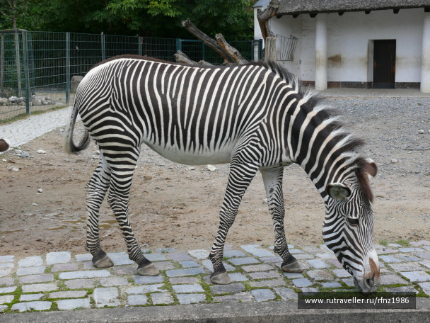 photo 257777