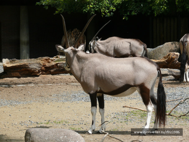 photo 257779