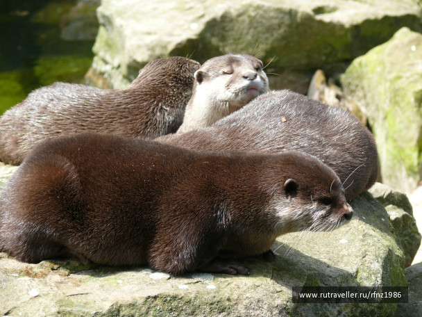photo 257780