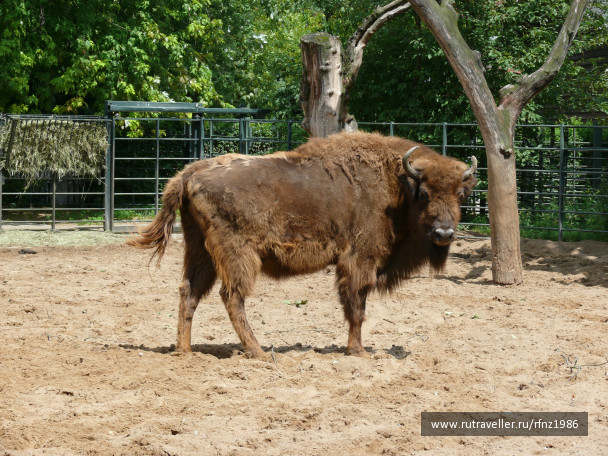 photo 257785