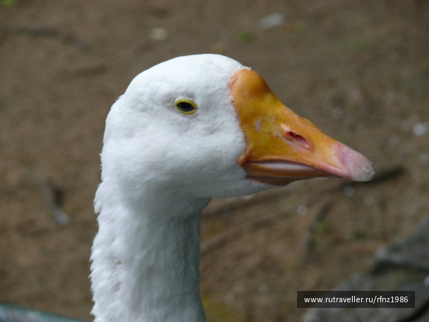 photo 257788