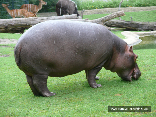 photo 257789