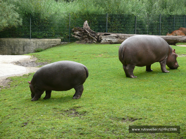 photo 257790