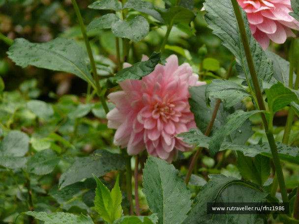 photo 257794