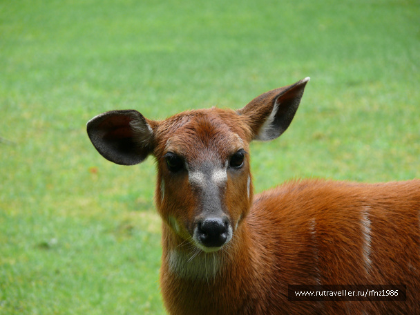 photo 257795