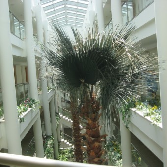 Астерия соргун