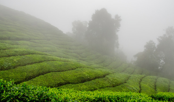 Cameron HighLands - чайные плантации