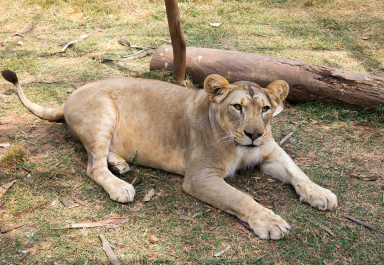 photo 986252