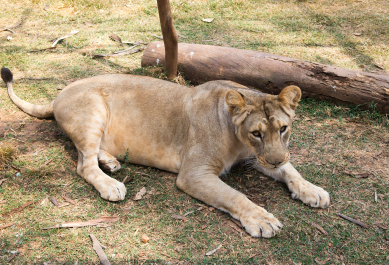 photo 986253
