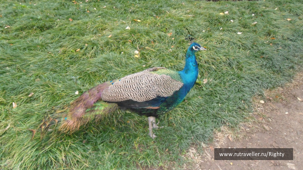photo 318287