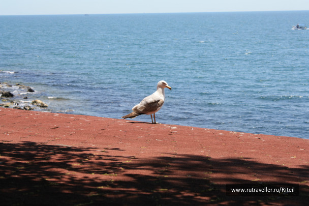 photo 439703
