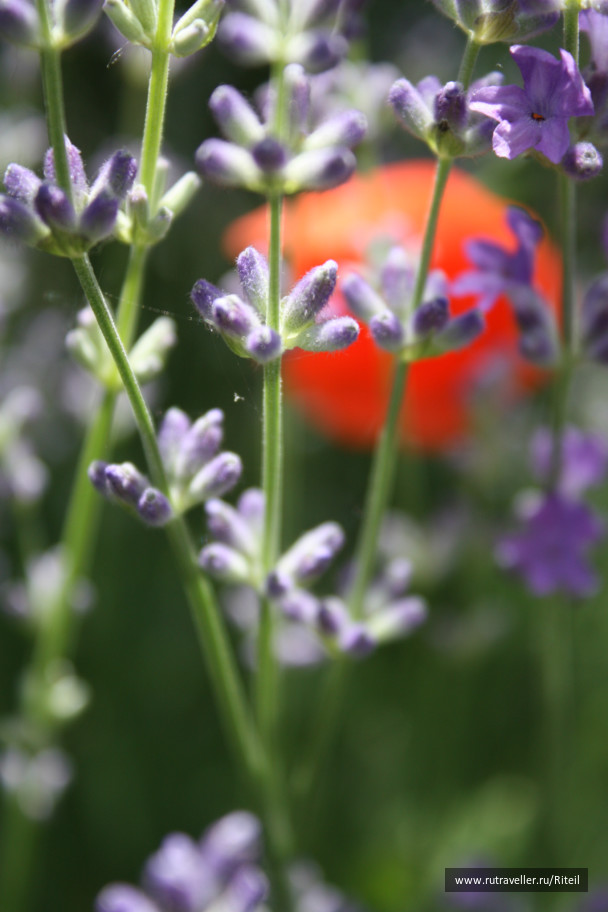 photo 439727