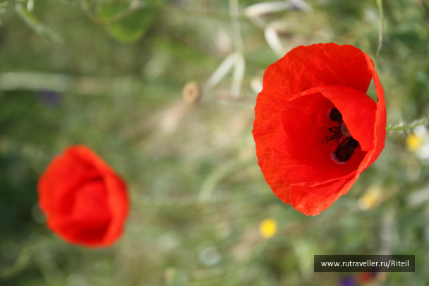 photo 439731