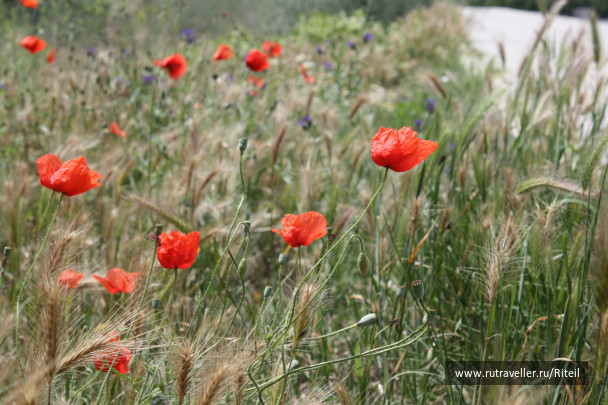 photo 439732