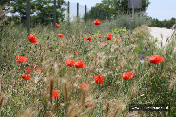 photo 439733