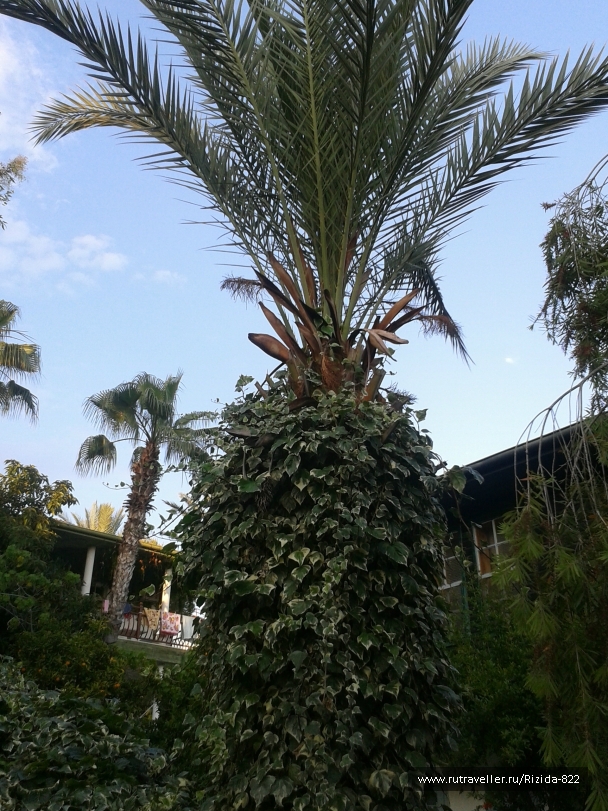 photo 810001