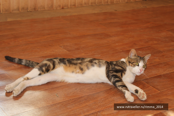 photo 1096535