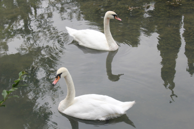 photo 1100454